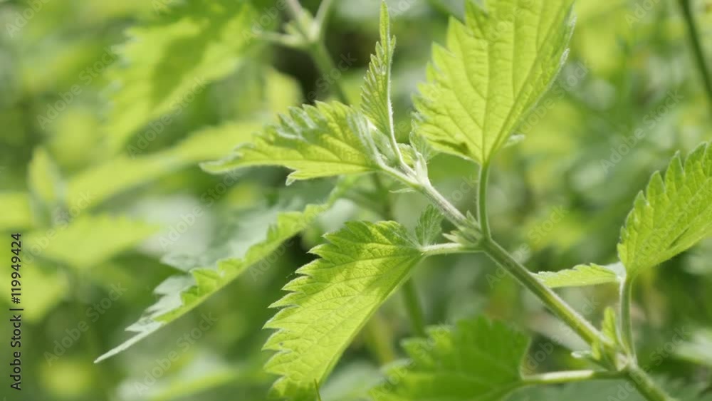 Green common nettle plant leaves in the wild natural background slow tilt 4K 2160p 30fps UltraHD footage - Urtica dioica stinging nettle healthy plant in nature 4K 3840X2160 UHD tilting video Green common nettle plant leaves in the wild natural background slow tilt 4K 2160p 30fps UltraHD footage - Urtica dioica stinging nettle healthy plant in nature 4K 3840X2160 UHD tilting video