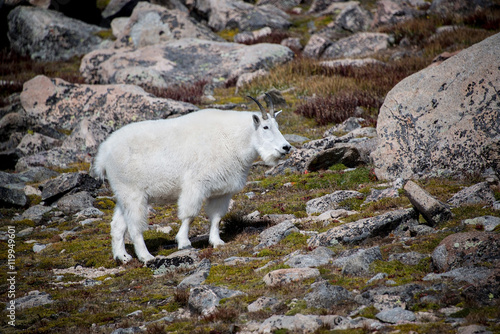 Wild mountain goat on rocky Mt Evans of Colorado