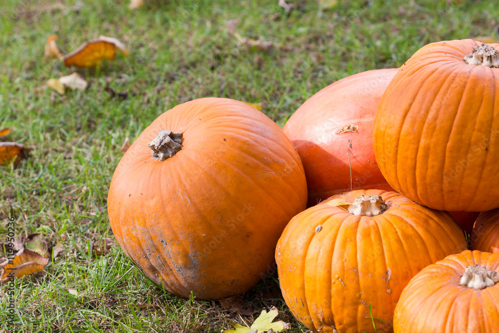 Orange pumpkins for Halloween Party Orange pumpkins for Halloween Party