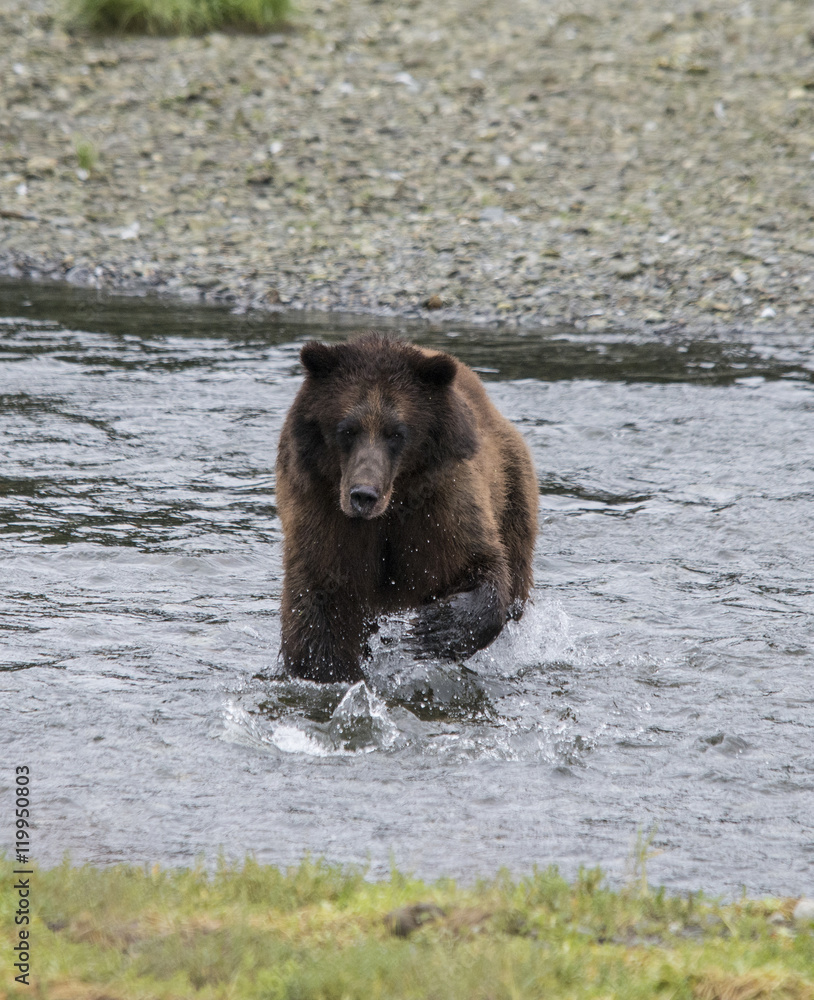 Brown Bear Fishing at Pack Creek Brown Bear Fishing at Pack Creek