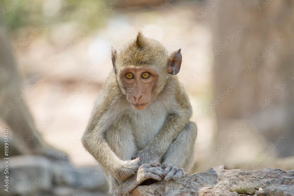 Naklejka premium 可愛いサル