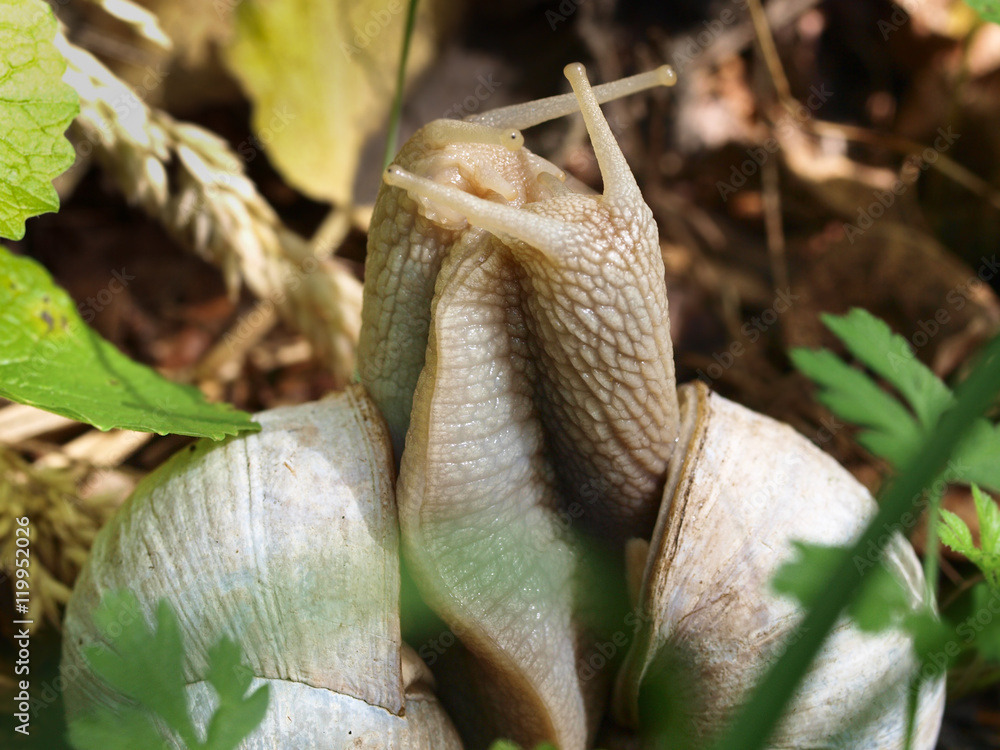Edible snail (Helix pomatia) in Courtship Edible snail (Helix pomatia) in Courtship