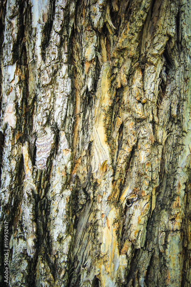 Obraz premium Bark of tree