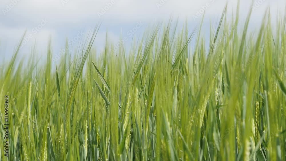 Wheat young plants on the wind farming and agricultural background 4K 2160p 30fps UltraHD footage - Organic Triticum genus food cereals plantation 4K 3840X2160 UHD video Wheat young plants on the wind farming and agricultural background 4K 2160p 30fps UltraHD footage - Organic Triticum genus food cereals plantation 4K 3840X2160 UHD video