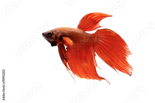  Red fighting fish on white background