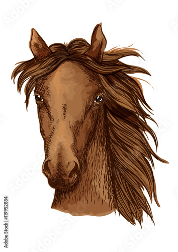 Beautiful brown horse portrait