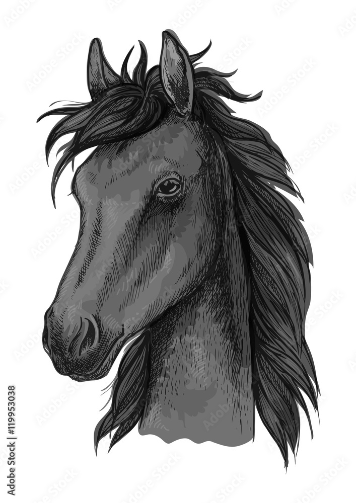 Black arabian horse head sketch Black arabian horse head sketch
