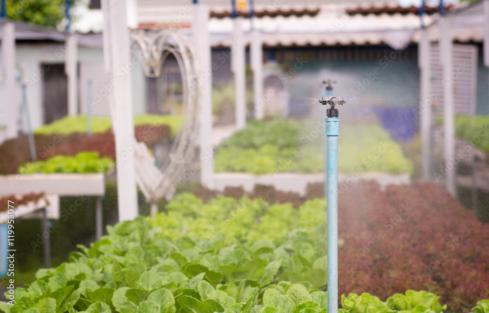 Selective focus watering system in Vegetables hydroponics garden ,Organic hydroponic vegetable cultivation farm Selective focus watering system in Vegetables hydroponics garden ,Organic hydroponic vegetable cultivation farm