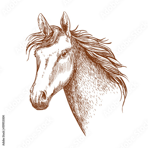 Arabian stallion horse head sketch