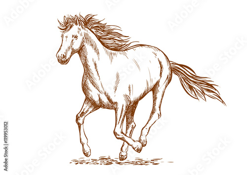 Brown horse sketch of arabian mare