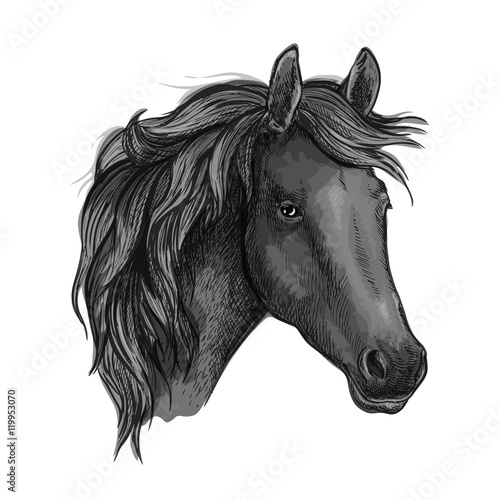 Sketch of black horse head of arabian breed