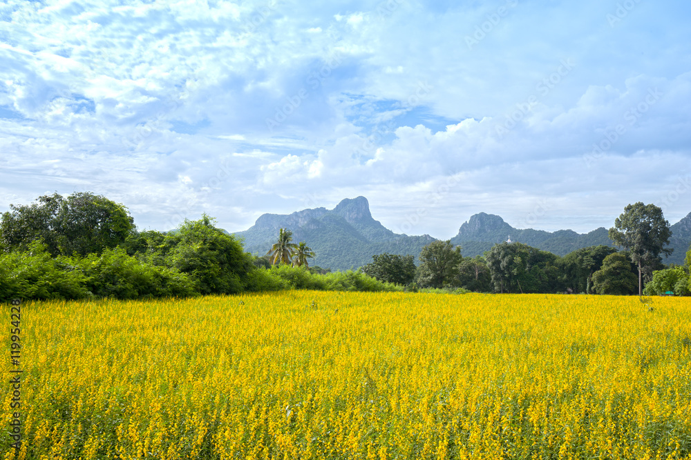 Sunhemp or Crotalaria juncea flower field with Khao Jeen Lae mou