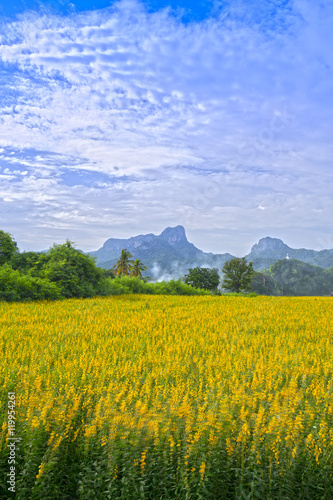 Sunhemp or Crotalaria juncea flower field with Khao Jeen Lae mou