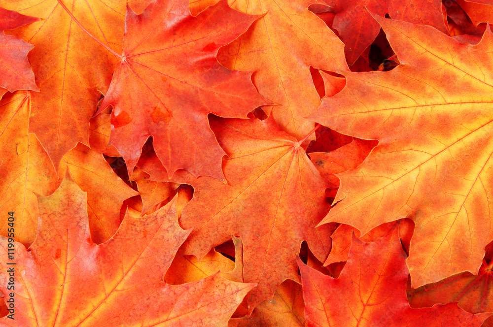 Maple leaves background