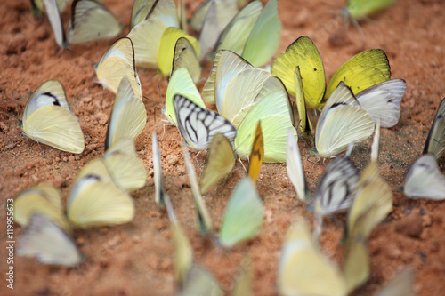 colorful butterfly on salt marsh photo