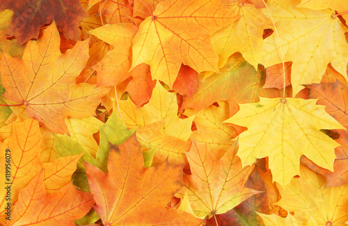 Maple leaves background