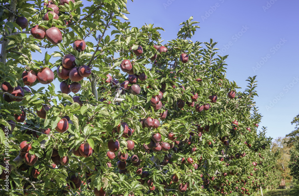Red delicious apple trees at apple orchard
