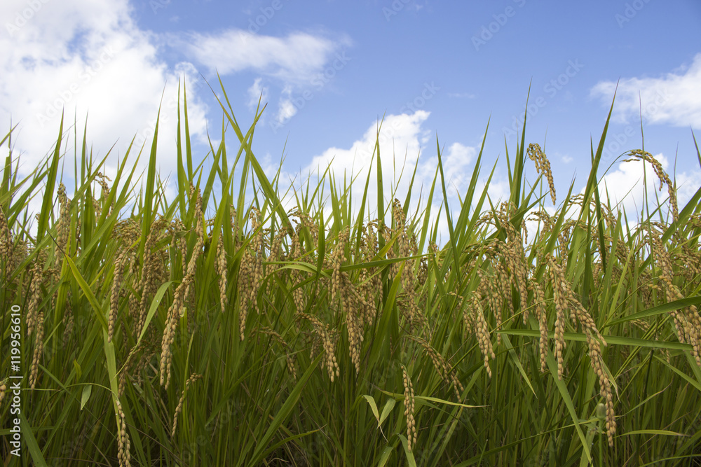 Fototapeta premium 実りの秋