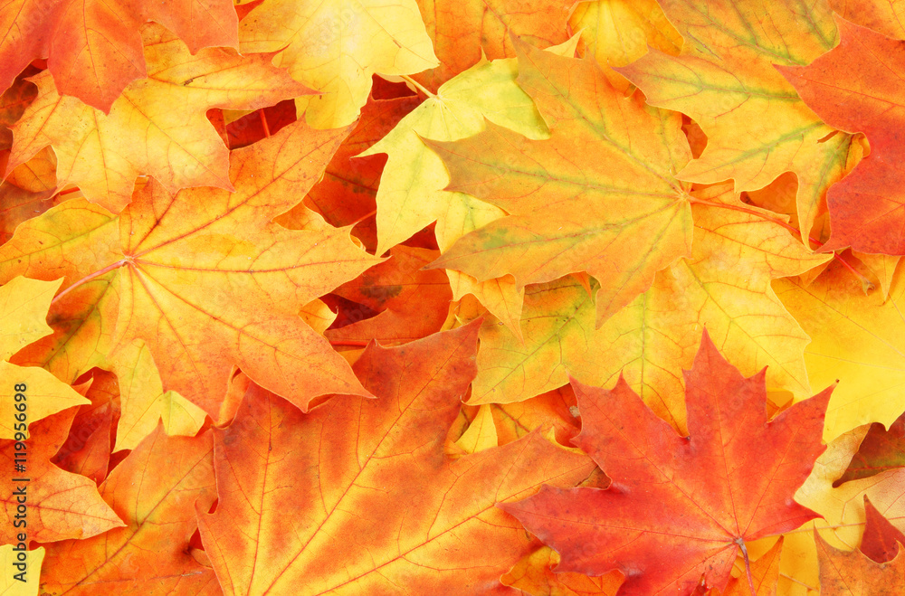 Fototapeta premium Vivid maple leaves background