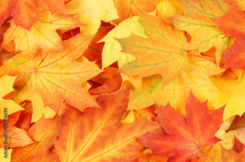 Wallpaper Mural Vivid maple leaves background Torontodigital.ca