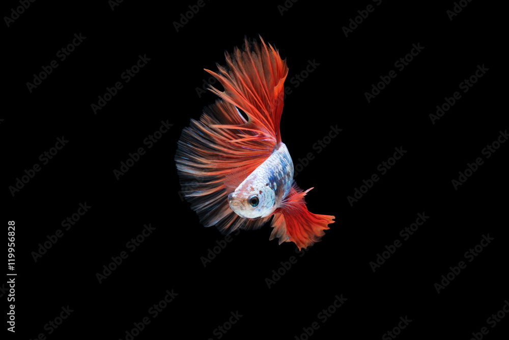 Siamese fighting fish or betta fish isolated on black background. Siamese fighting fish or betta fish isolated on black background.