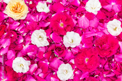 Colorful rose petals background 