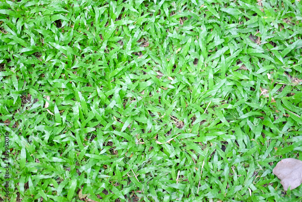 Beautiful green grass pattern Beautiful green grass pattern