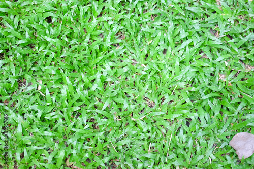 Beautiful green grass pattern