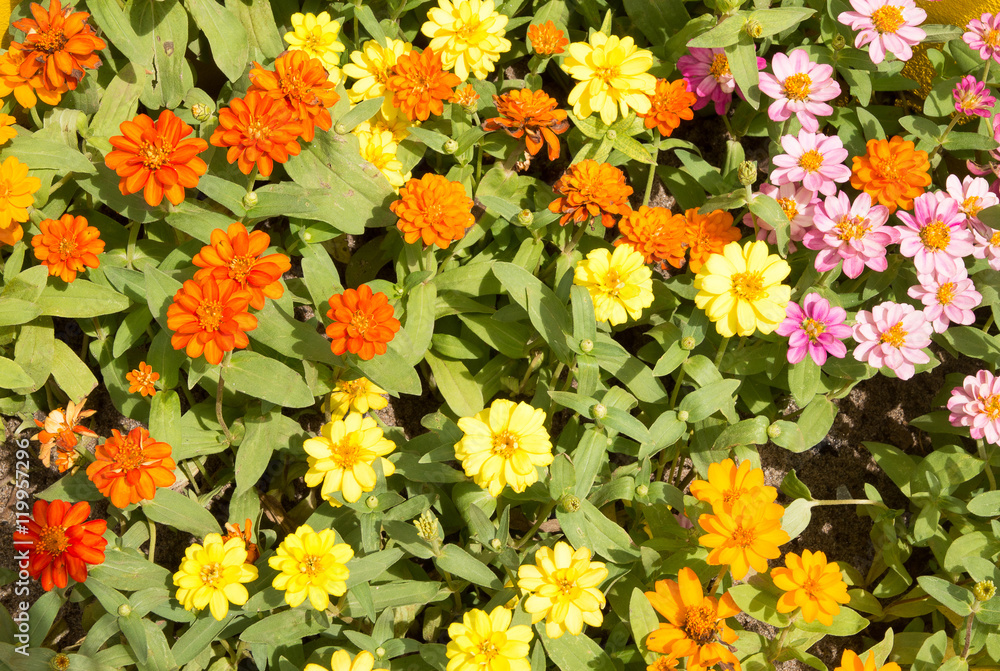 Colorful flowers in the park. Spring landscape Colorful flowers in the park. Spring landscape