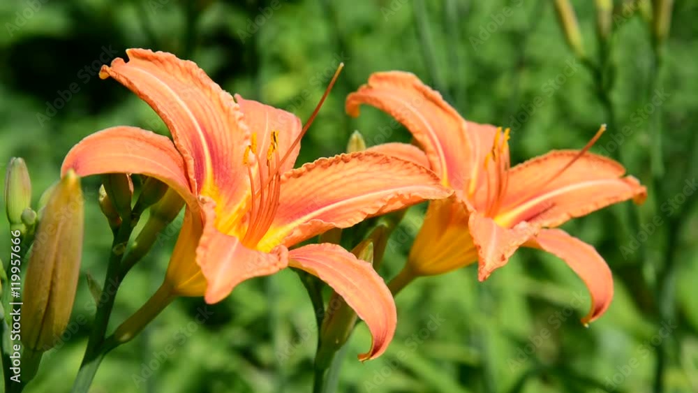 Beautiful orange lilies in the garden Beautiful orange lilies in the garden