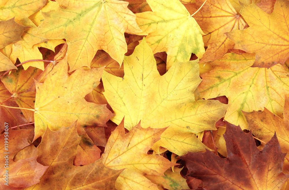 Vivid maple leaves background