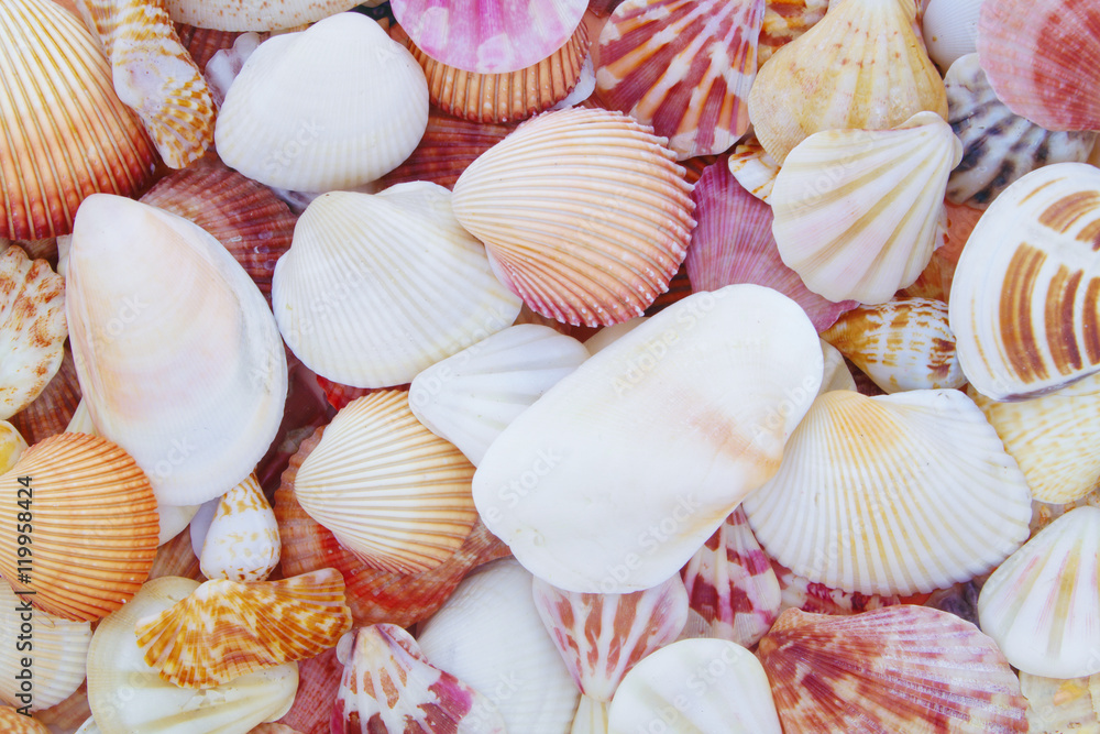 Mixed colorful sea shells as background Mixed colorful sea shells as background