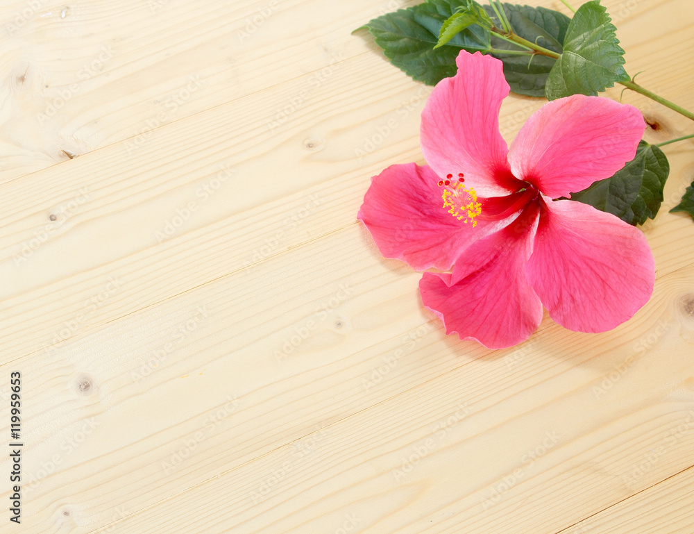 Pink hibiscus flower on a wooden floor. Pink hibiscus flower on a wooden floor.
