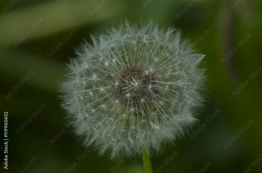 Taraxacum