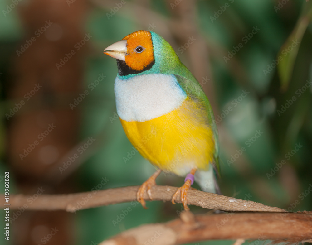 tropical bird closeup tropical bird closeup