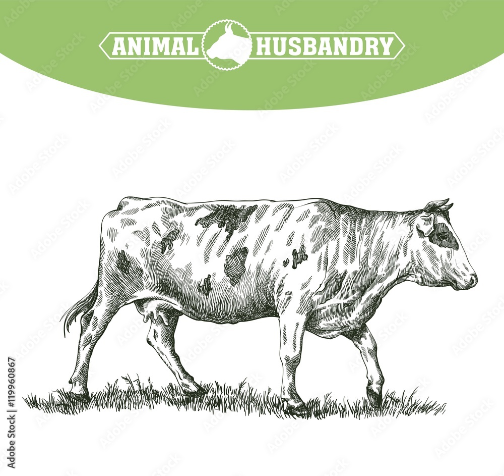 sketch of cow drawn by hand. livestock. cattle. animal grazing sketch of cow drawn by hand. livestock. cattle. animal grazing