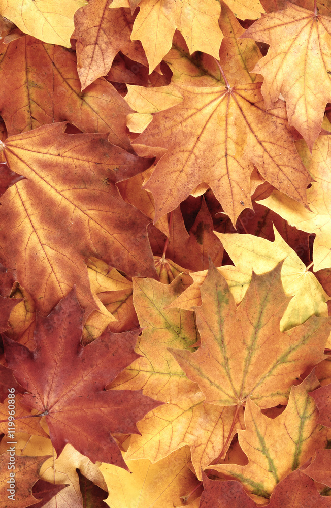 Vivid maple leaves background