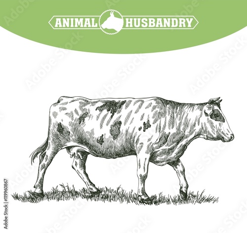 sketch of cow drawn by hand. livestock. cattle. animal grazing