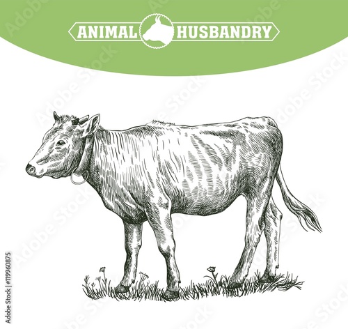 sketch of calf drawn by hand. livestock. cattle. animal grazing
