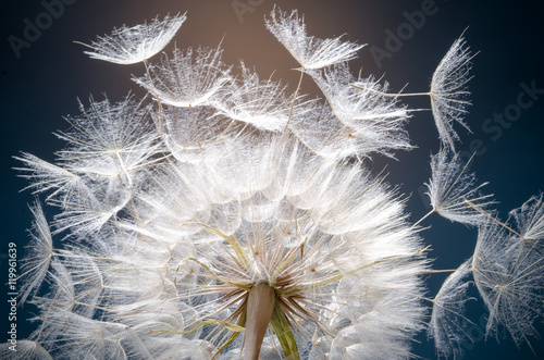 Dandelion seeds: Hopes, wishes and dreams: We fly away to fulfill wishes :)