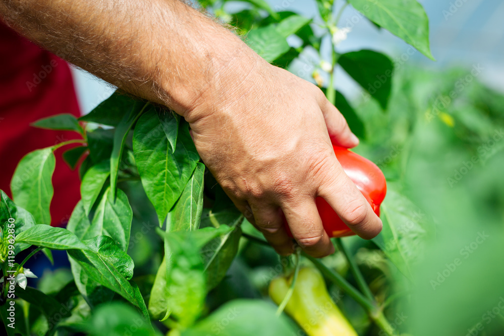 Farmer harvested ripe peppers in a greenhouse Farmer harvested ripe peppers in a greenhouse