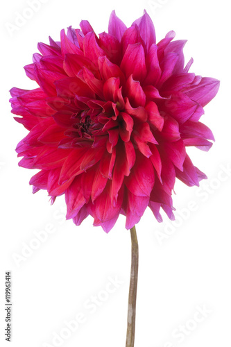 Fototapeta Naklejka Na Ścianę i Meble -  dahlia