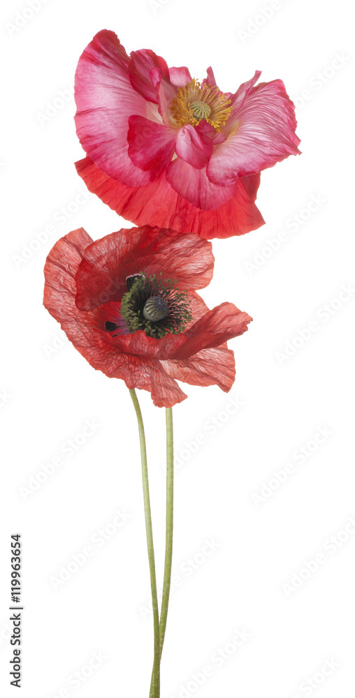 Naklejka premium poppy