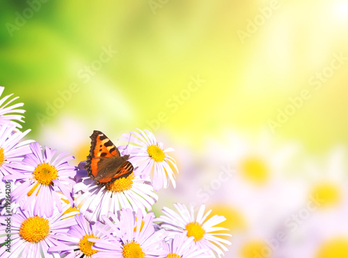 Butterfly on flower © frenta
