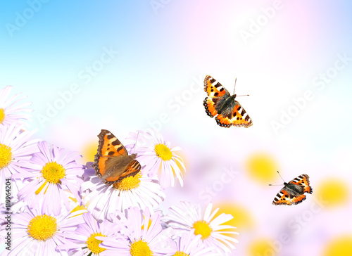 Butterflies flying over flowers