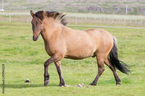 Fototapeta Naklejka Na Ścianę i Meble -  Brown icelandic horse