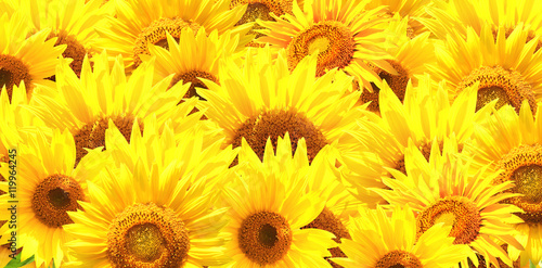 Fototapeta Naklejka Na Ścianę i Meble -  Horizontal background with bright yellow sunflowers