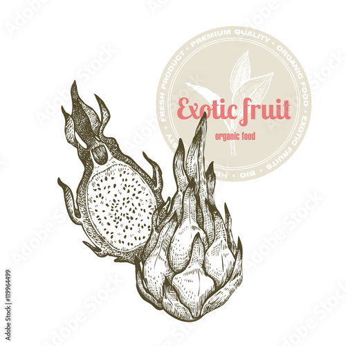 Vector image of exotic fruit dragonfruit isolated on white background. Illustration vintage style engraving. White and black.