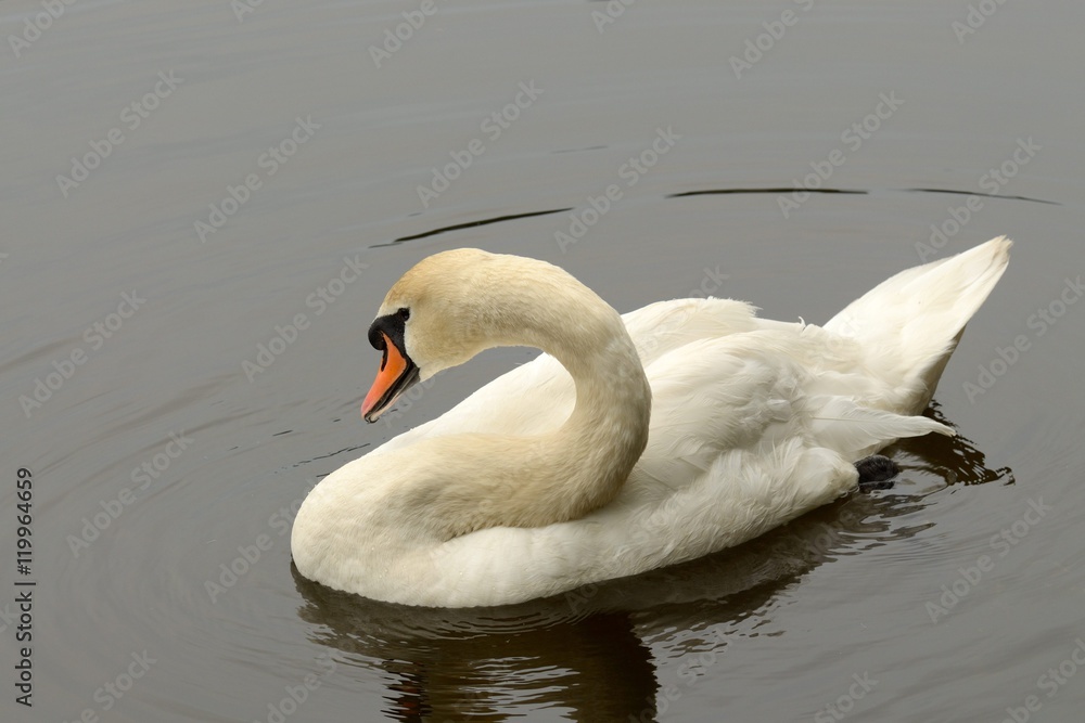 Fototapeta premium Lone Swan on the lake.
