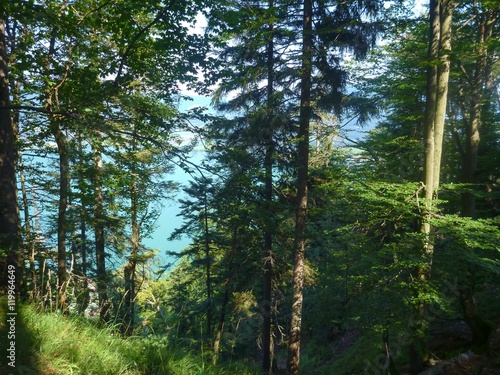 green forest in the poor nature